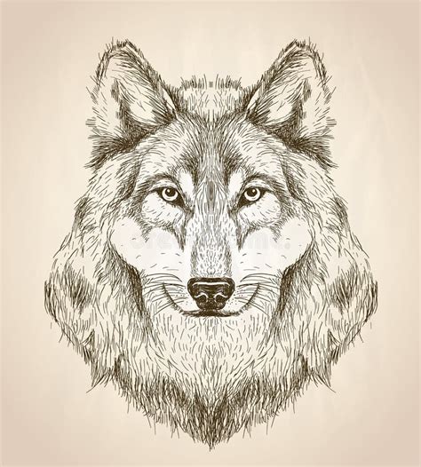 Dibujo Principal Del Vector Del Lobo Bosquejo Del Dibujo De La Cara