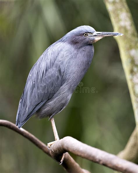 Little Blue Heron Bird Stock Photos. Image. Portrait. Picture. Perched ...