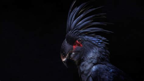 Cockatoo - Parrots Photo (43418606) - Fanpop