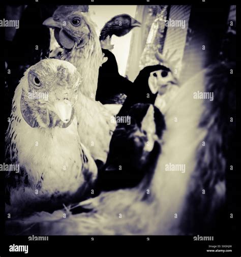 Chickens In A Pen Stock Photo Alamy