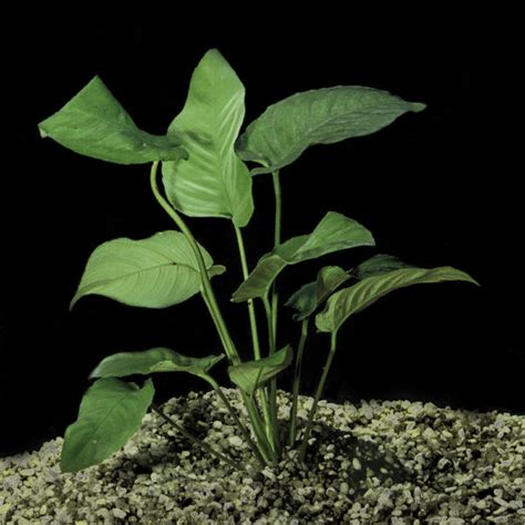 Anubias Barteri Gulfstream Tropical Aquarium