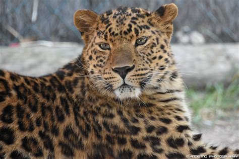 Amur Leopard Zoo Amneville Mandenno Photography Flickr