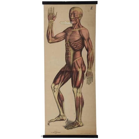 Poster Anatomie Vintage Vintage Posters Human Muscle Anatomy Poster