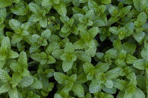 Fondo De Hojas De Menta Hojas Verdes De La Planta De Pudina Densamente