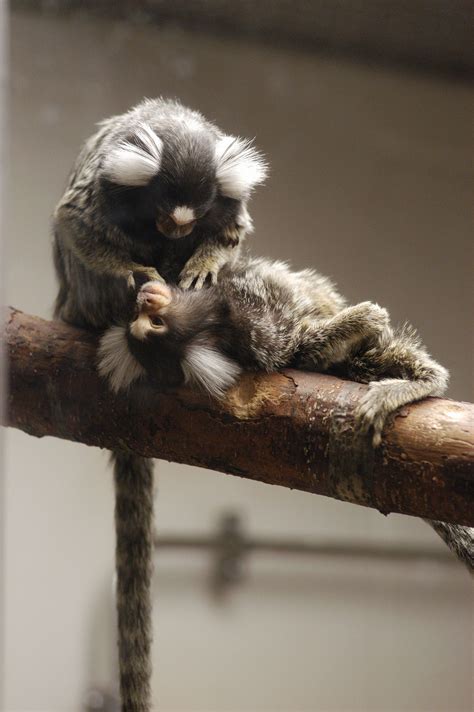 marmoset monkey on Pinterest