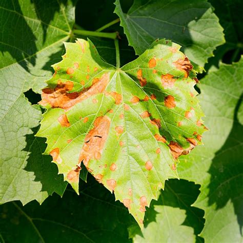 A Diseased Grape Leaf Stock Photo Image Of Treat Removal 224963356