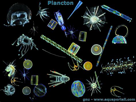 Plancton définition et explications