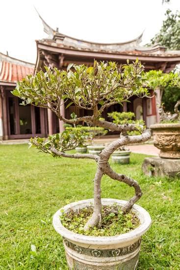 Come Fare Vasi Per Bonsai In Casa Mondo Bonsai