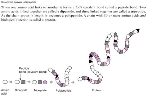 Polypeptide Amino Acids