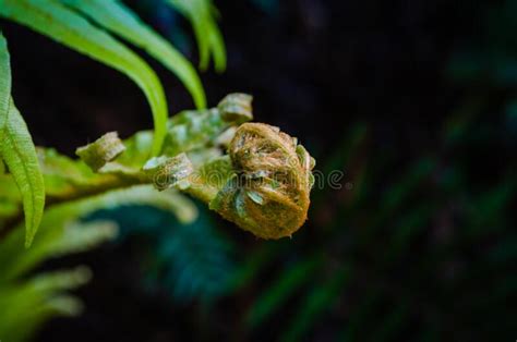 Close Up Of A Young Fern Leave Uncurling With Black Background Stock