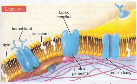 Struktur Membran Plasma Maribelajar Net Riset