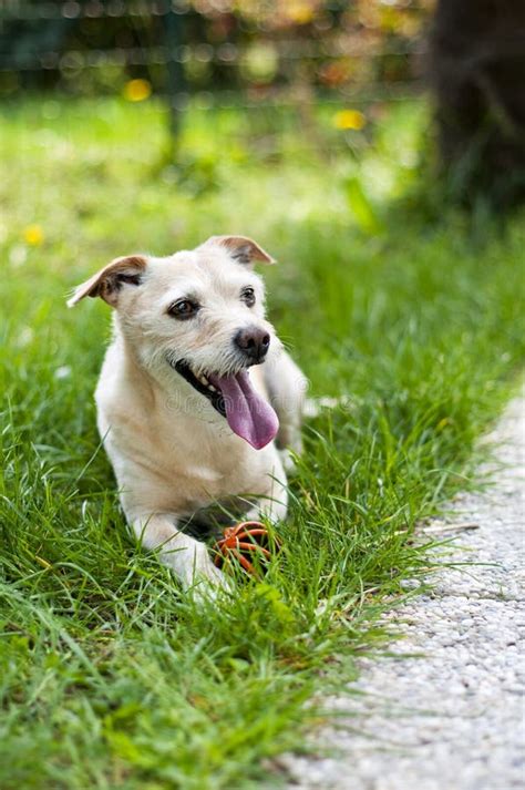 Charlie dog stock image. Image of grass, horizontal, play - 22685871