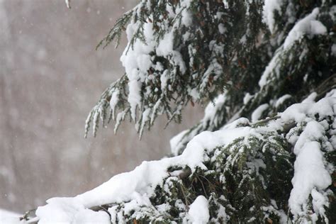 Snow Covered Branches Free Stock Photo Public Domain Pictures