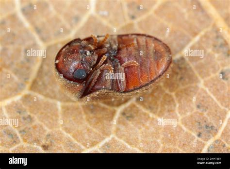 Lasioderma Sp Commonly Known As The Cigarette Beetle Cigar Beetle Or