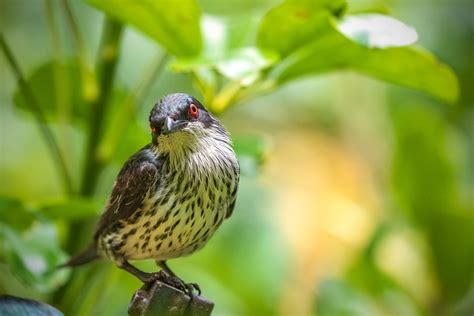 Juvenile Metallic Starling Aplonis Metallica In The Owen Flickr