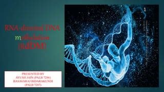 Rna Directed Dna Methylation Rddm Ppt