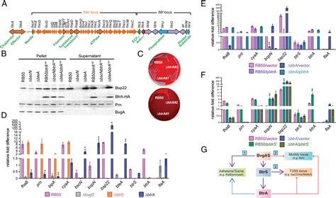 Figure From Differential Regulation Of Type Iii Secretion And