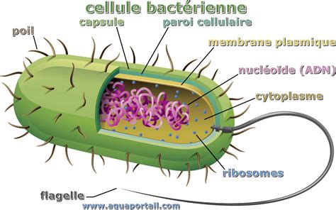 Cellule bactérienne définition et explications