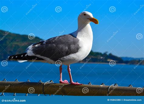 A Singing Seagull Stock Photo Image Of Animal Sanfrancisco 95842380