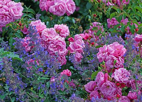 The 13 Best Companion Plants For Roses Because You Deserve A Gorgeous Garden