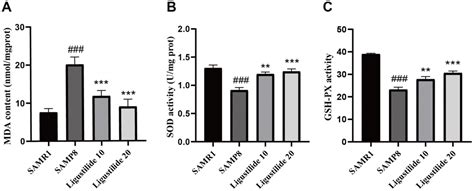 Ligustilide Improves Aging Induced Memory Deficit By Regulating