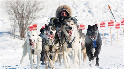 Northern Manitoba Trappers Festival Ama