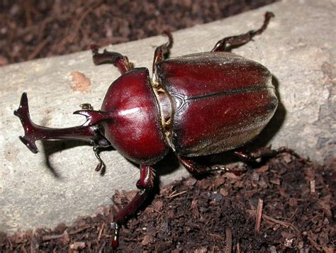 カブトムシ 渓流詩人の徒然日記