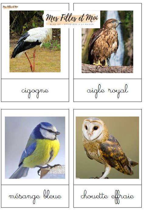 Cartes De Nomenclature Des Oiseaux à Télécharger Gratuitement