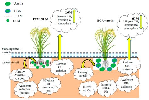 Mitigating Methane Emission From The Rice Ecosystem Through Organic