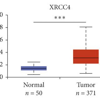 Transcriptional Levels Of Xrccs In Paracancerous And Hcc Tissues