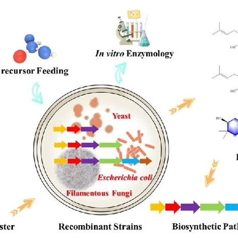 Pdf Application Of Gene Knockout And Heterologous Expression Strategy