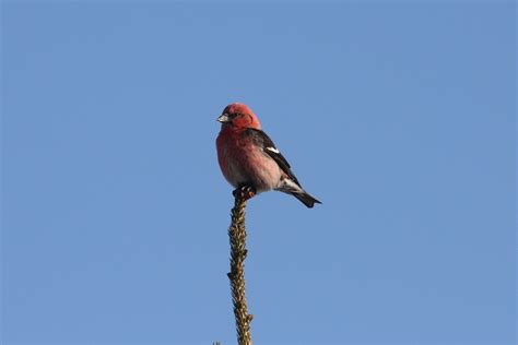 White-winged crossbill - song / call / voice / sound.