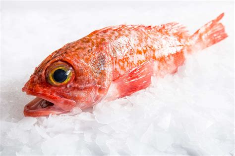 Big Eye Perch Fish Whole Fish Delivery Manettas Seafood Market