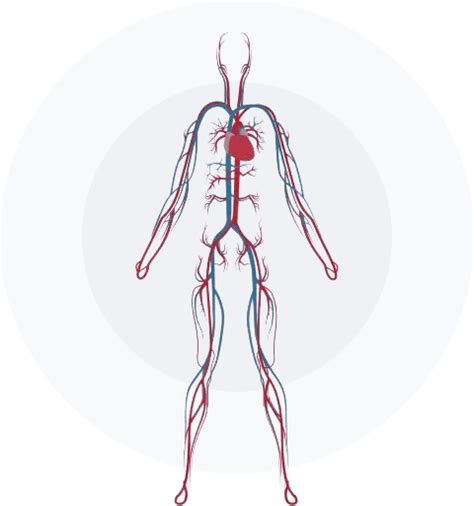 vascular disease  foundation  advance vascular cures