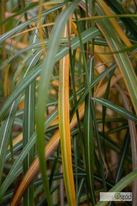 Miskant Chi Ski Goldglanz Miscanthus Sinensis Krzewogr D