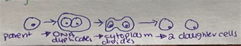 Bacterial Growthgrowth Curvesresponse To Stress Flashcards Quizlet