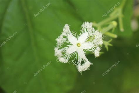 White Snake Gourd Flower Or Serpent Gourd Chichinda Padwal In St