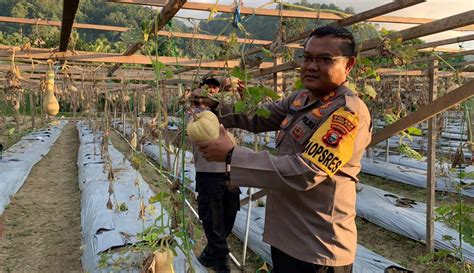 Perdana Polres Halsel Panen Labu Madu Yang Ditanam Kapolda Malut