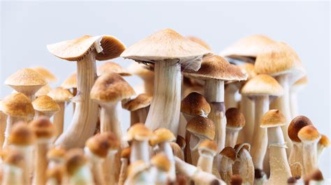 Psilocybin Mushrooms Effects