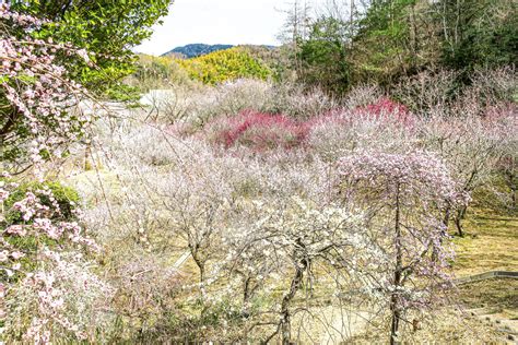 近つ飛鳥風土記の丘