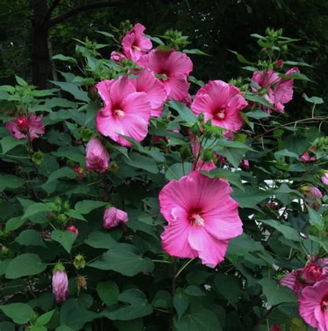 Hibiscus Moscheutos Plum Crazy Rose Mallow DMF Gardens