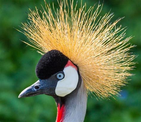 20 Majestic Birds Youd Wish You Could Hold In Your Hands Bird