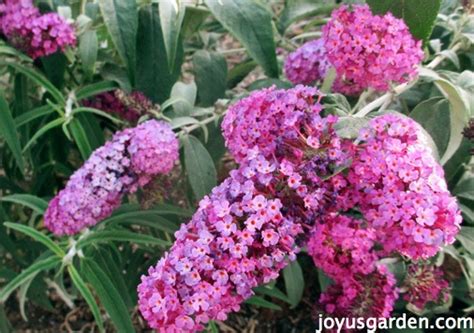 Pruning Buddleia Davidii aka Butterfly Bush