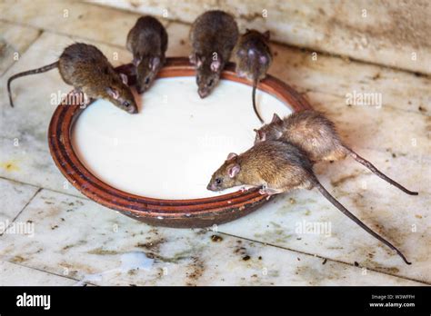 Rats Drinking Milk In Karni Mata Temple Or Rats Temple In Deshnok