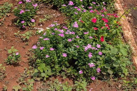 Premium Photo | Pink madagascar periwinkle flower