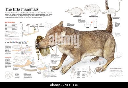 Cynodictis Evolution