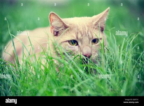 Hiding Eyes Hi Res Stock Photography And Images Alamy