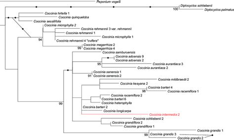 Maximum Likelihood Phylogeny For Coccinia Based On Nuclear DNA