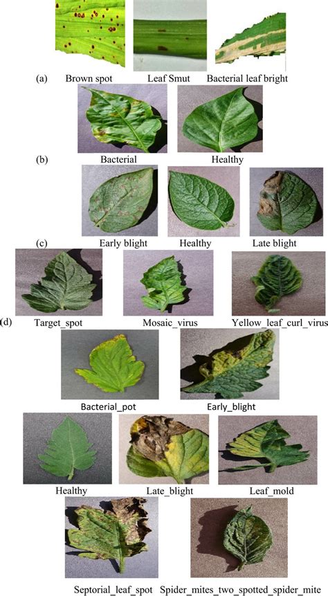 Samples Of Leaf Images Showing Different Types Of Diseases In A Rice Download Scientific