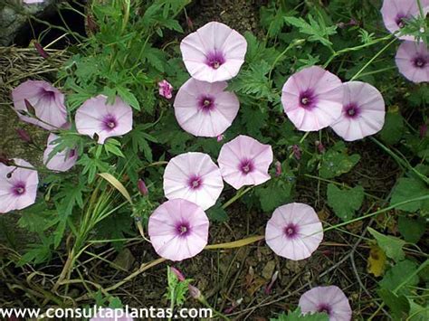 Convolvulus Althaeoides O Correhuela Rosa Cuidados